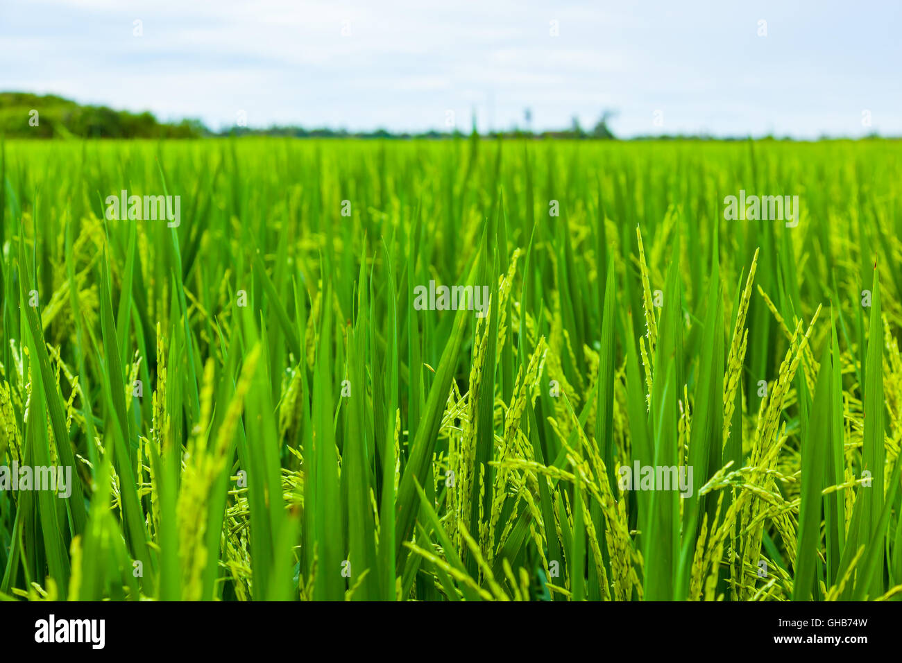 Low angle close up of an unripe paddy rice field plantation with horizon C Stock Photo
