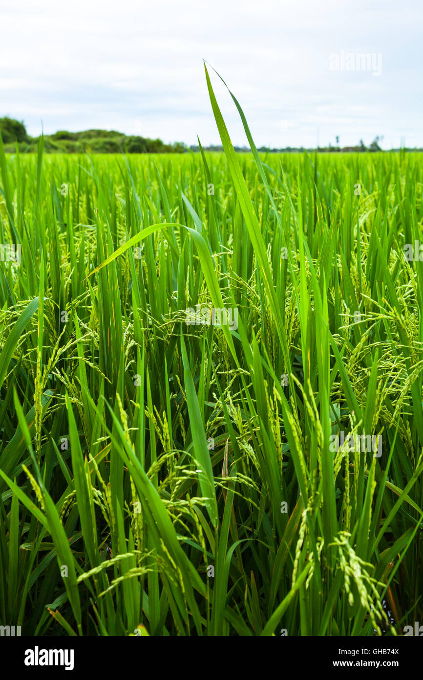 Low angle close up of an unripe paddy rice field plantation with overcast sky A Stock Photo