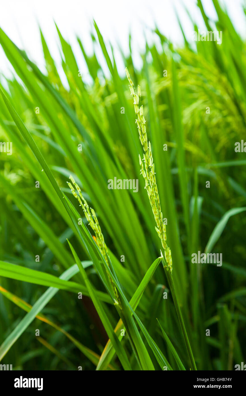 Close up of an unripe paddy plant with overcast sky Stock Photo