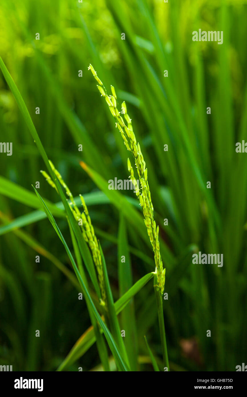 Close up of an unripe paddy plant A Stock Photo