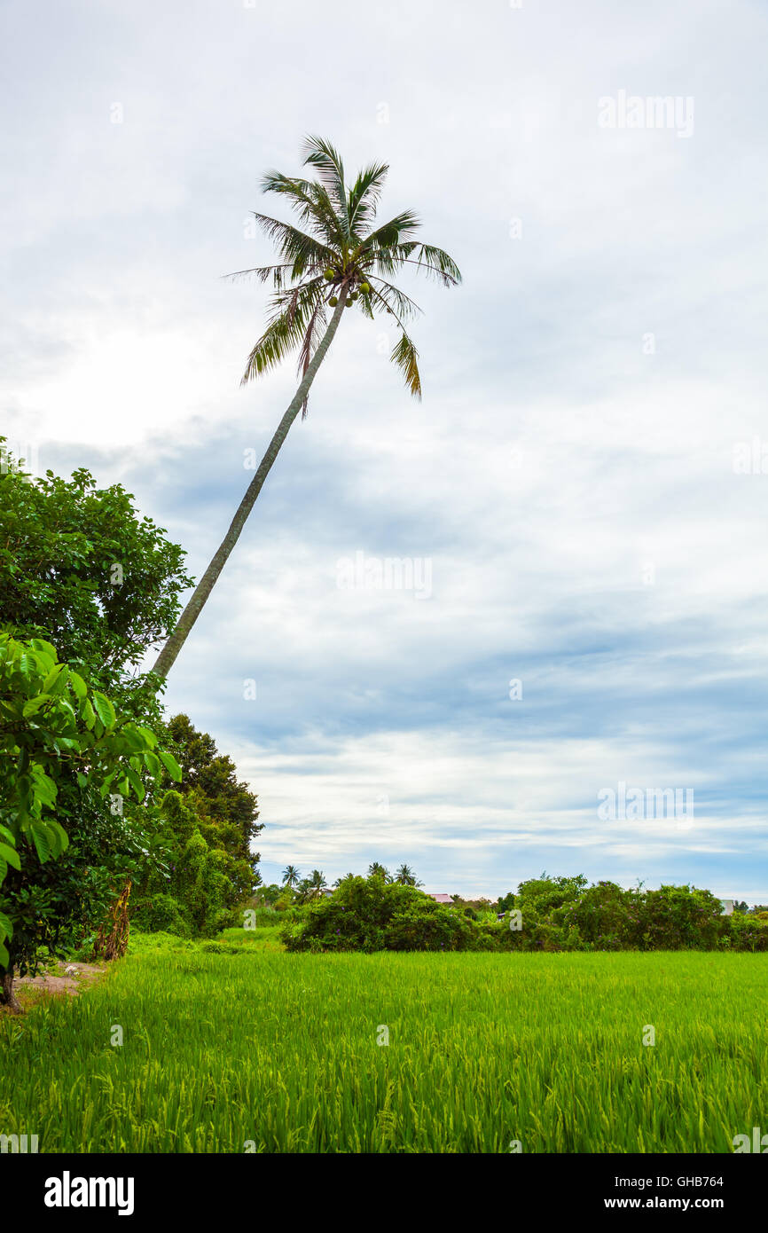 Asian paddy rice field plantation with coconut tree Stock Photo