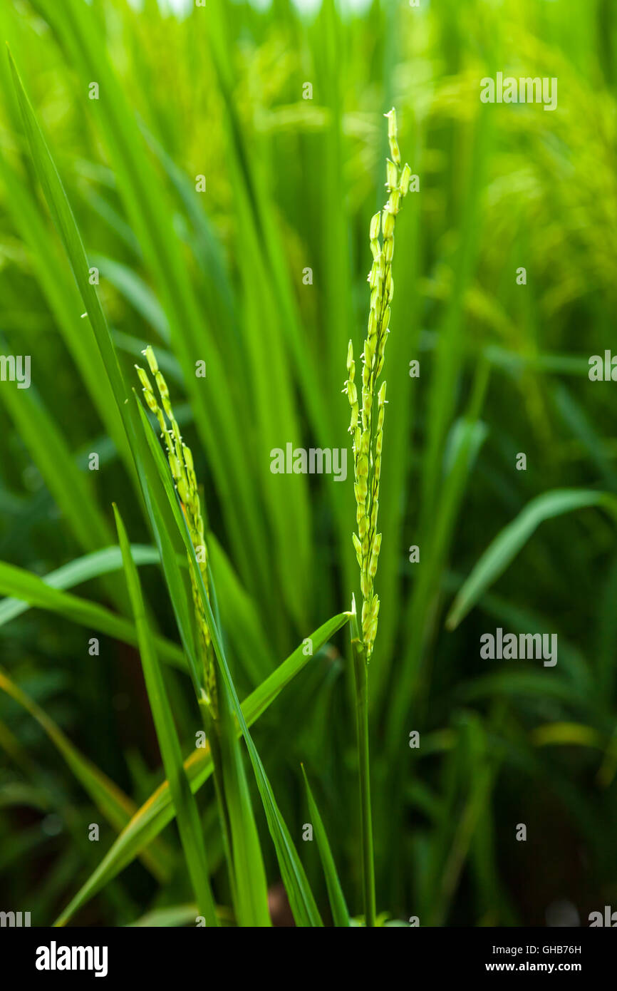 Close up of an unripe paddy plant C Stock Photo