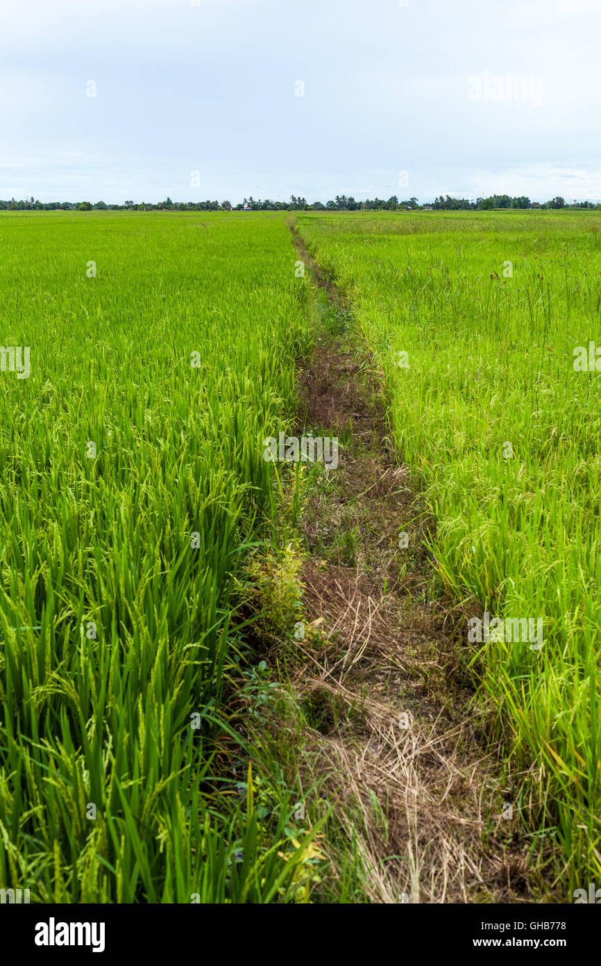 Endless walk path in a paddy rice field plantation in overcast sky Stock Photo