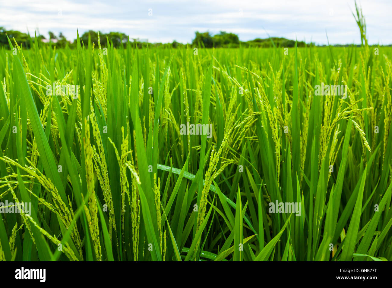 Low angle close up of an unripe paddy rice field plantation with horizon A Stock Photo