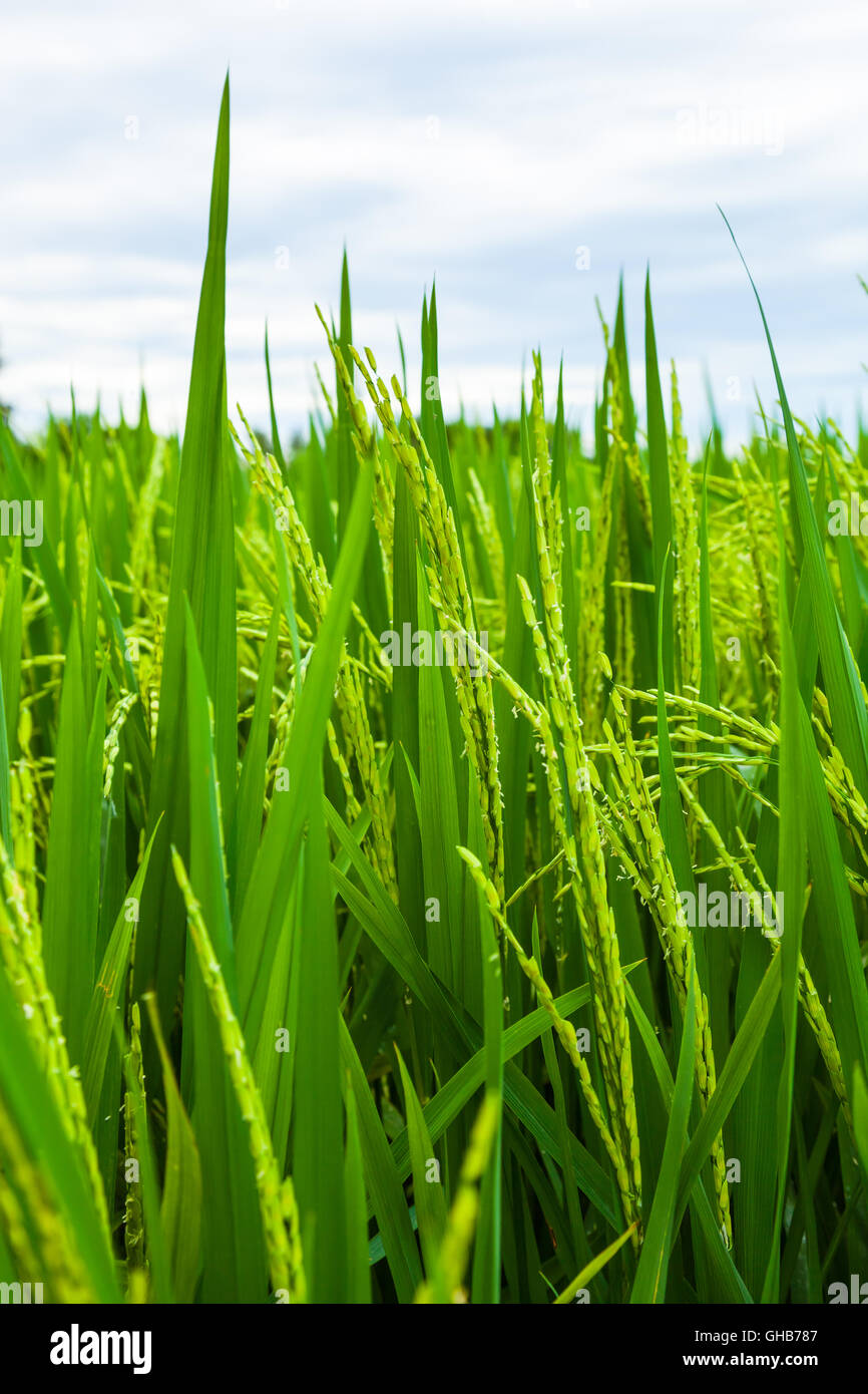 Low angle close up of an unripe paddy rice field plantation with overcast sky B Stock Photo