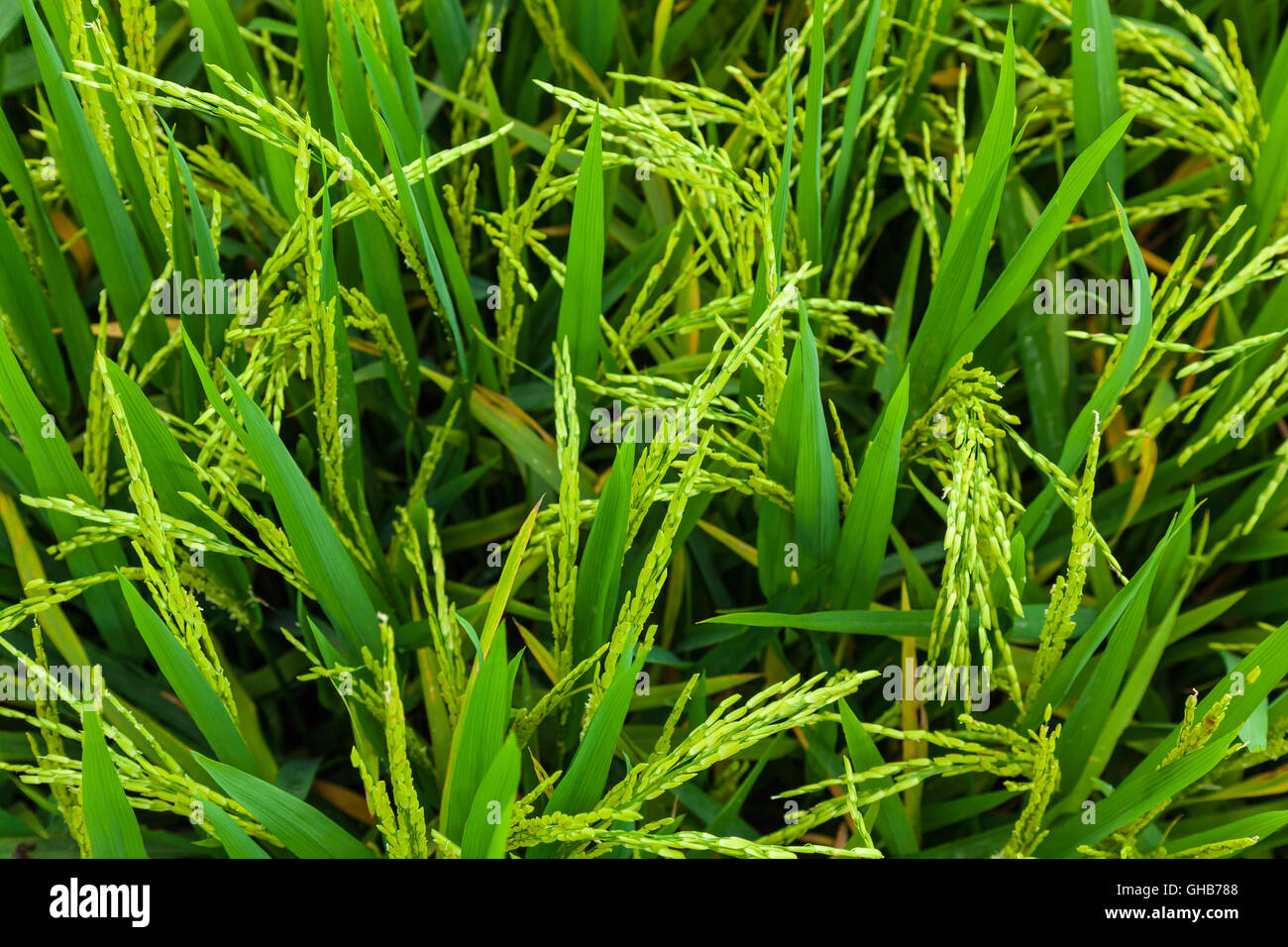 Unripe paddy field plantation top down view close up A Stock Photo