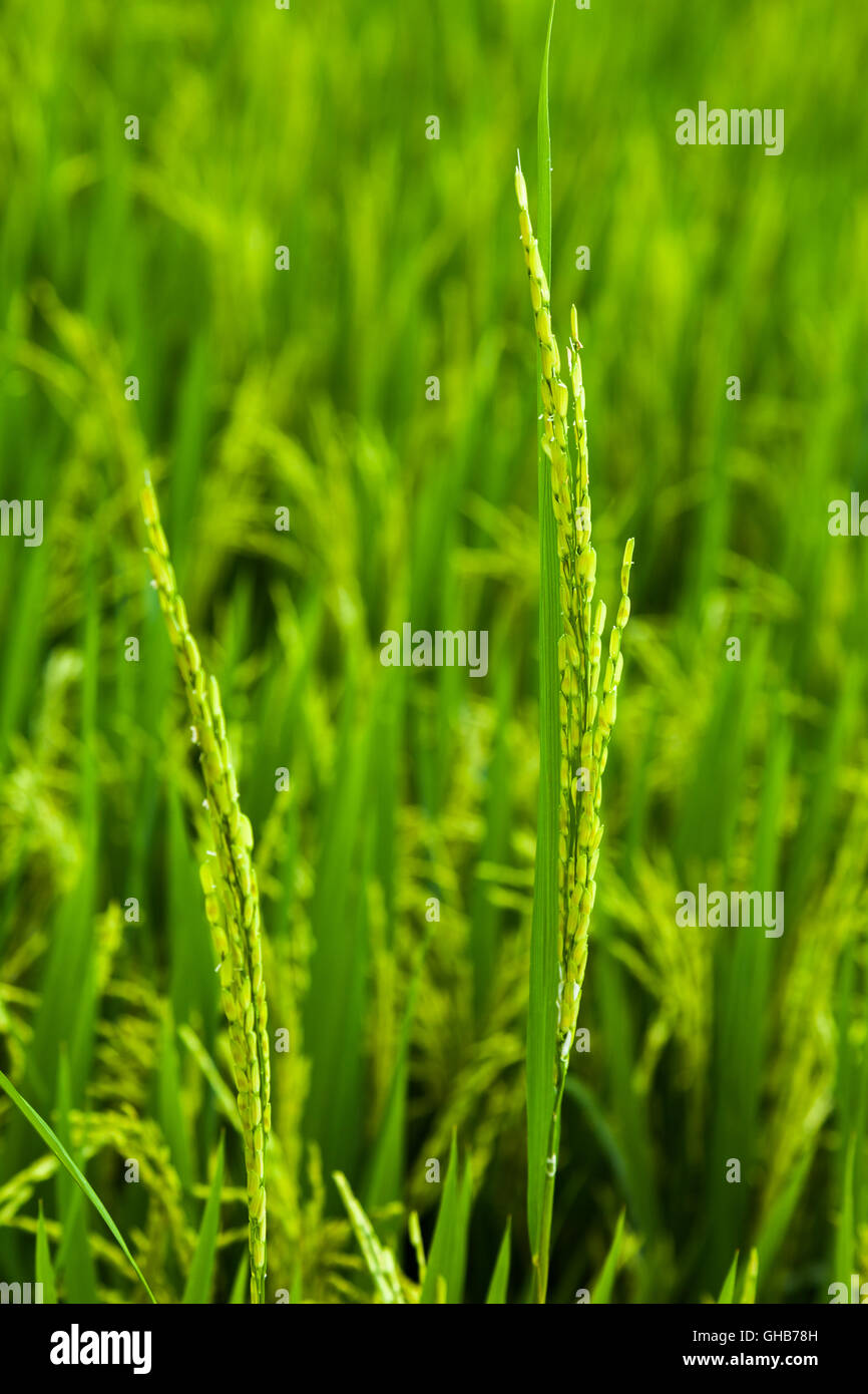 Close up of an unripe paddy plant B Stock Photo