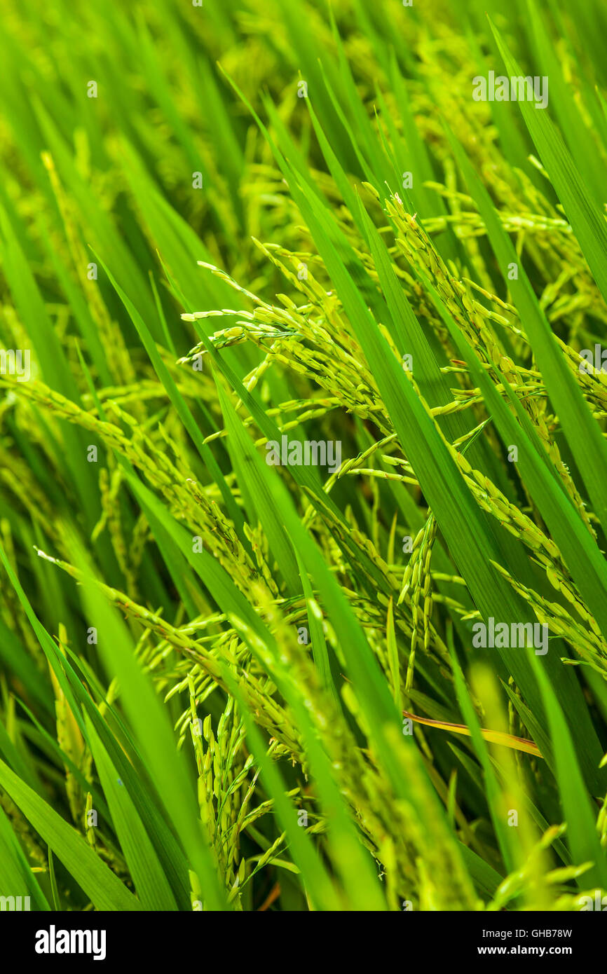 Close up of an unripe paddy rice field plantation D Stock Photo