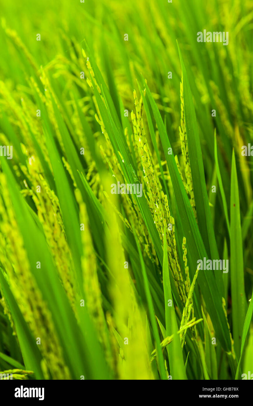 Close up of an unripe paddy rice field plantation F Stock Photo