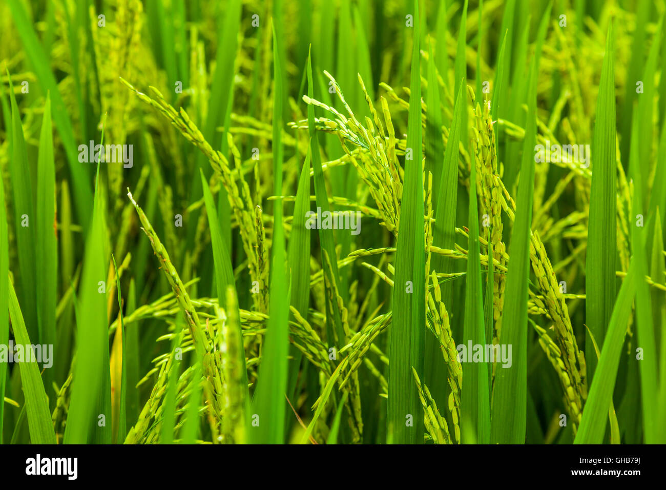 Close up of an unripe paddy rice field plantation E Stock Photo