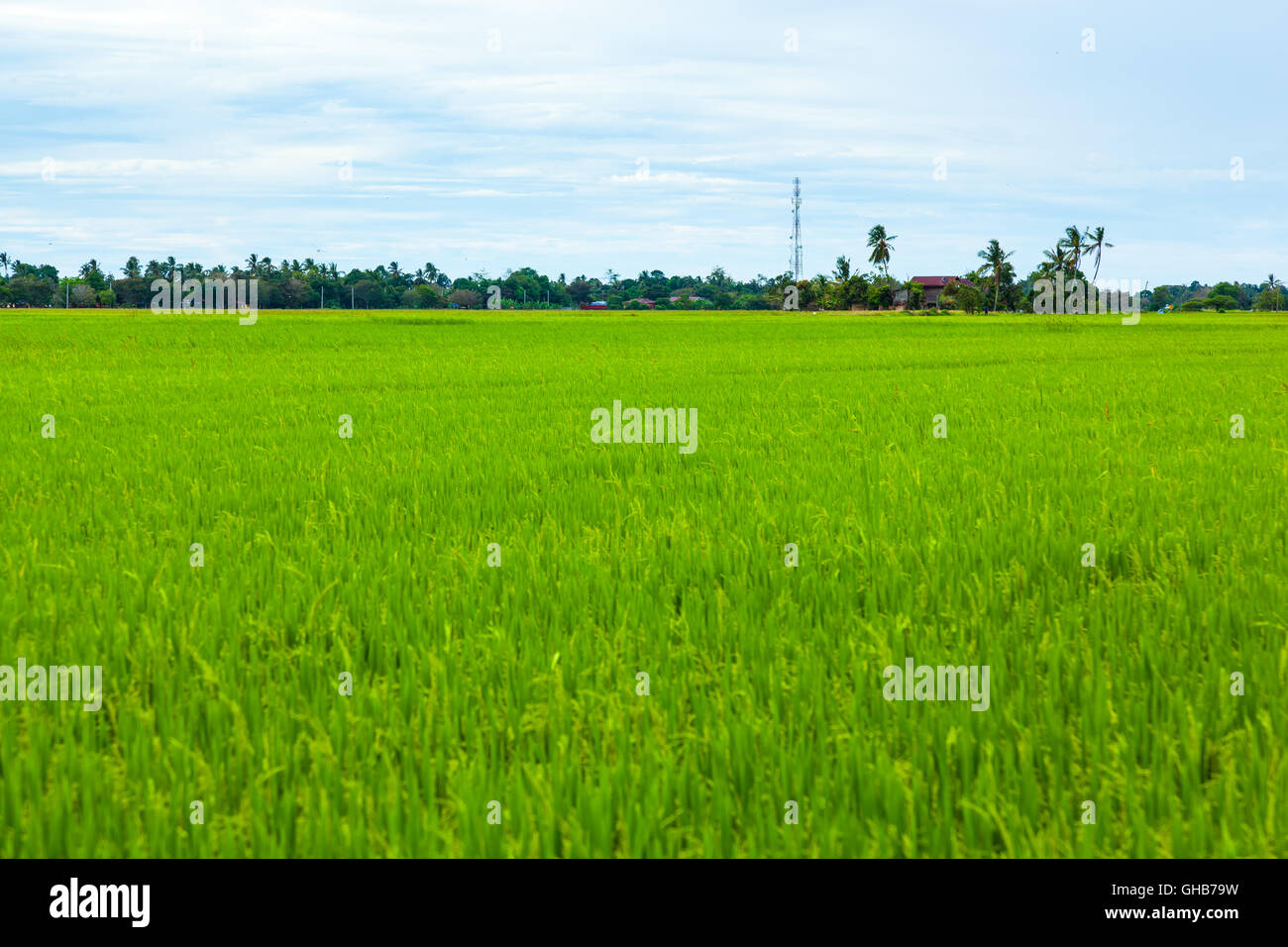 Eye level of an unripe paddy rice field with cloudy horizon A Stock Photo