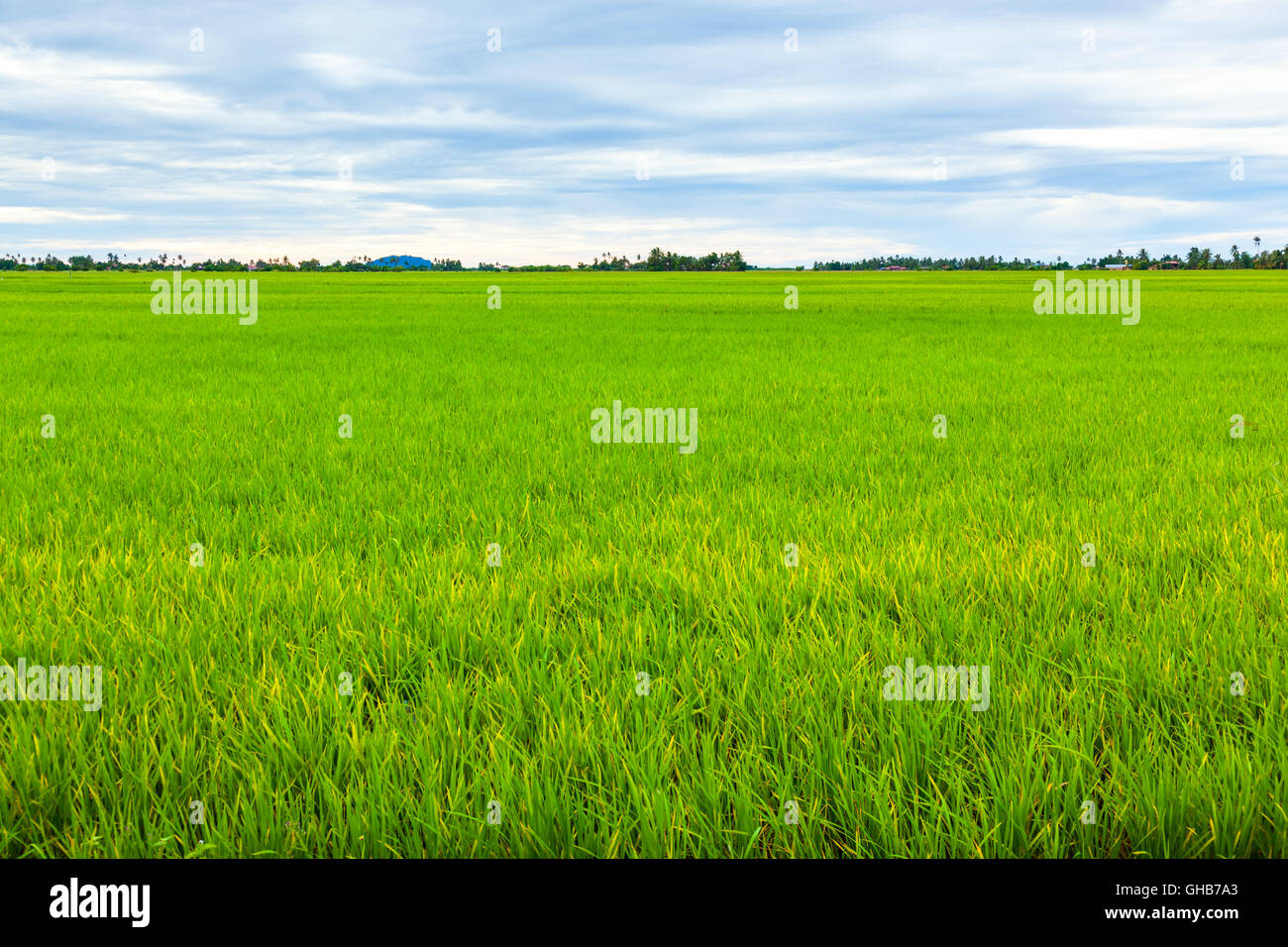 Eye level of an unripe paddy rice field with cloudy horizon B Stock Photo