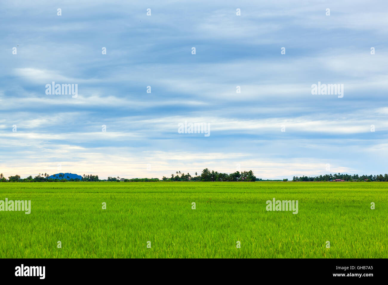 Eye level of an unripe paddy rice field with cloudy horizon D Stock Photo