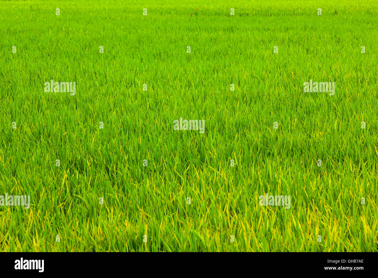 Paddy rice field plantation fill frame A Stock Photo