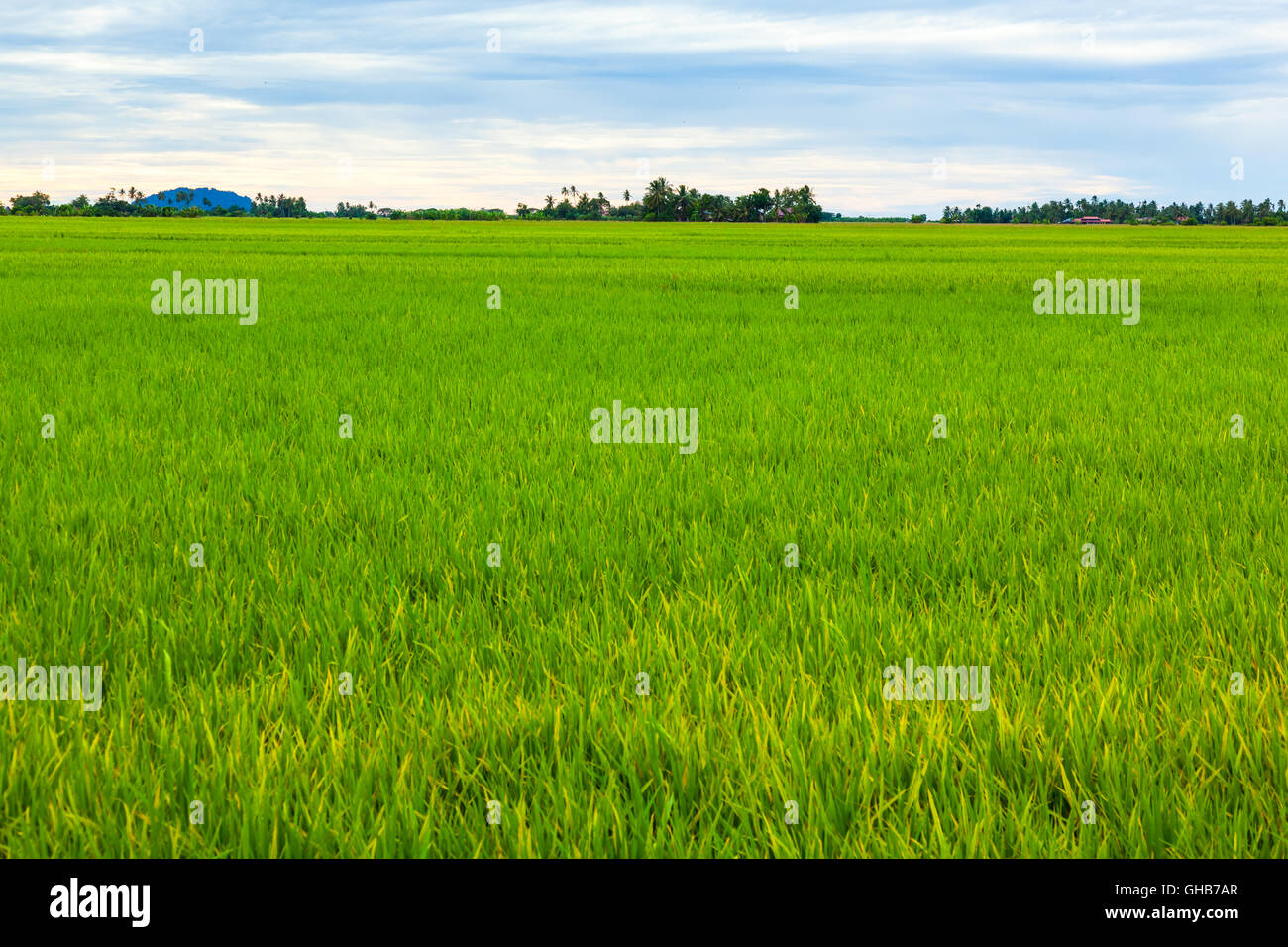 Eye level of an unripe paddy rice field with cloudy horizon C Stock Photo