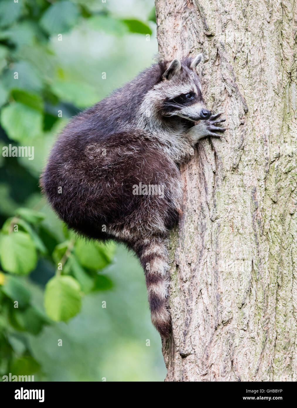 Adult racoon climbing a large tree, selective focus Stock Photo - Alamy