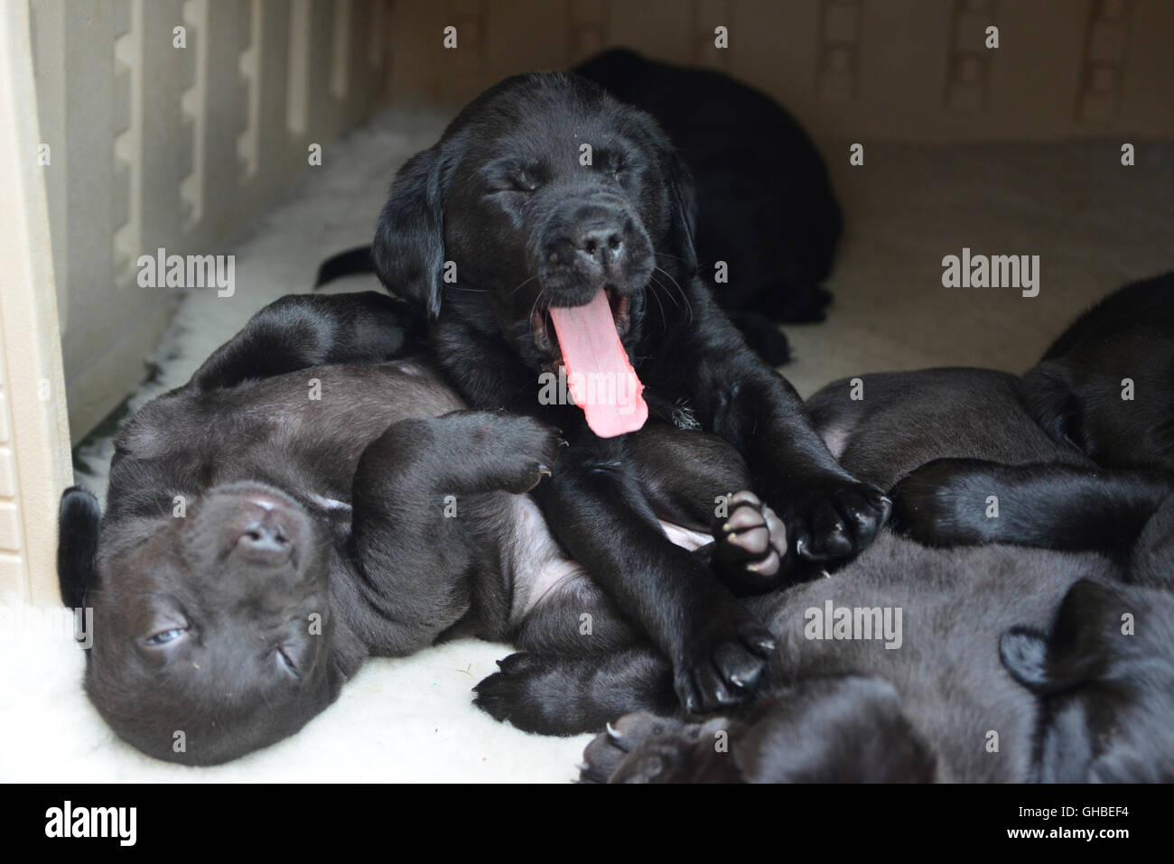 Black Labrador puppies resting on decking yawning and sleeping Stock Photo