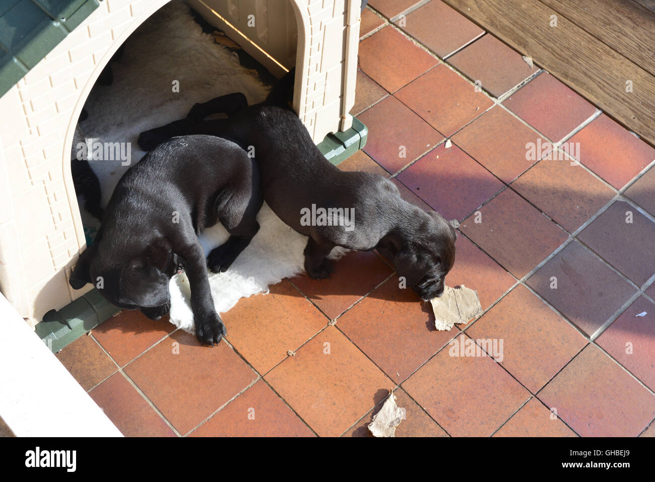 Black Labrador puppies resting on decking in their house Stock Photo