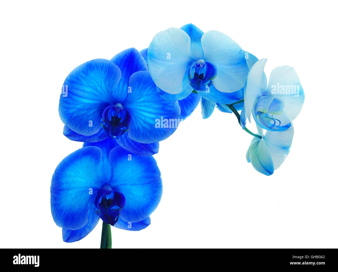 Blue orchid plant over white background. Stock Photo