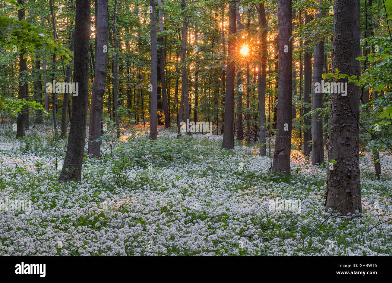 geography / travel, Germany, Lower Saxony, Bad Harzburg, Eckertal (Ecker Valley), bear's garlic flowering time in the national park Harz Mountains, Additional-Rights-Clearance-Info-Not-Available Stock Photo