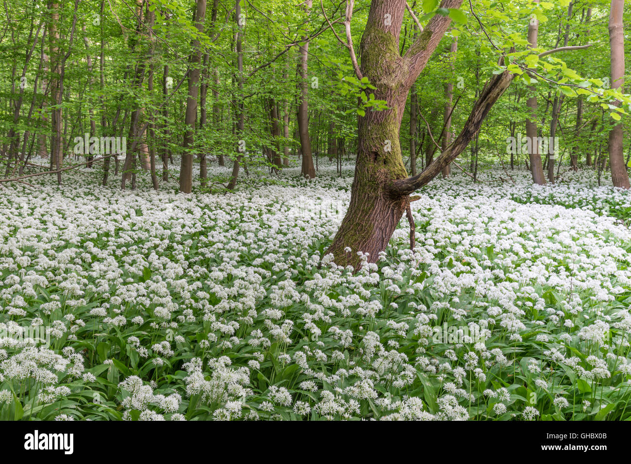 geography / travel, Germany, Lower Saxony, Wolfenbuettel, Elm, bear's garlic flowering time in the natural preserve Elm, Additional-Rights-Clearance-Info-Not-Available Stock Photo