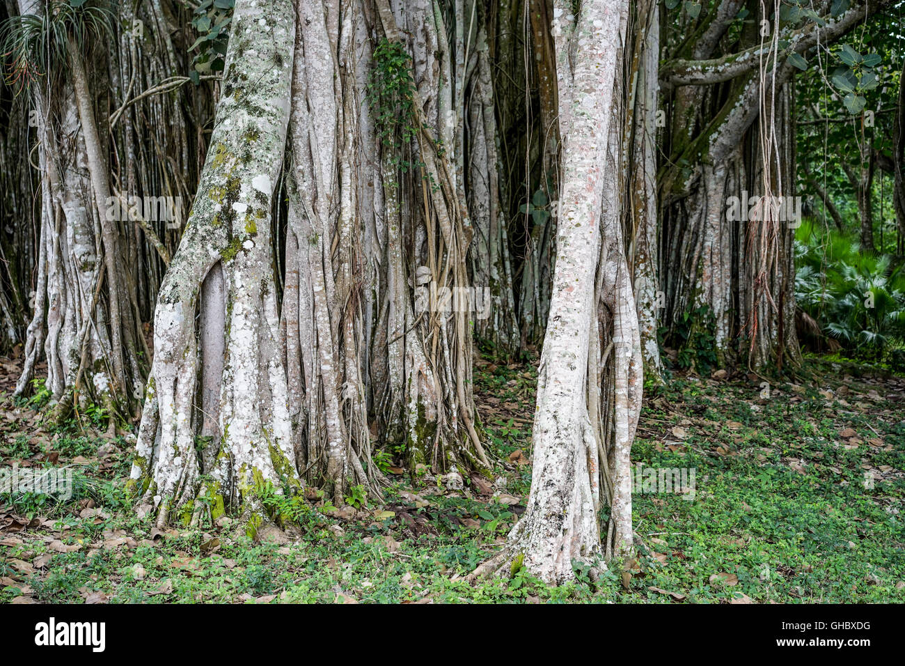 Banyan tree growes in the tropical Cuba Stock Photo Alamy