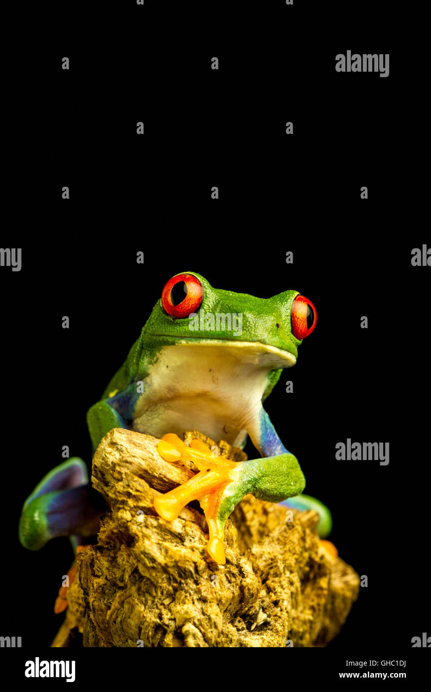 Red-eyed Green Tree Frog (Agalychnis callidryas) sitting on a piece of wood staring forward Stock Photo