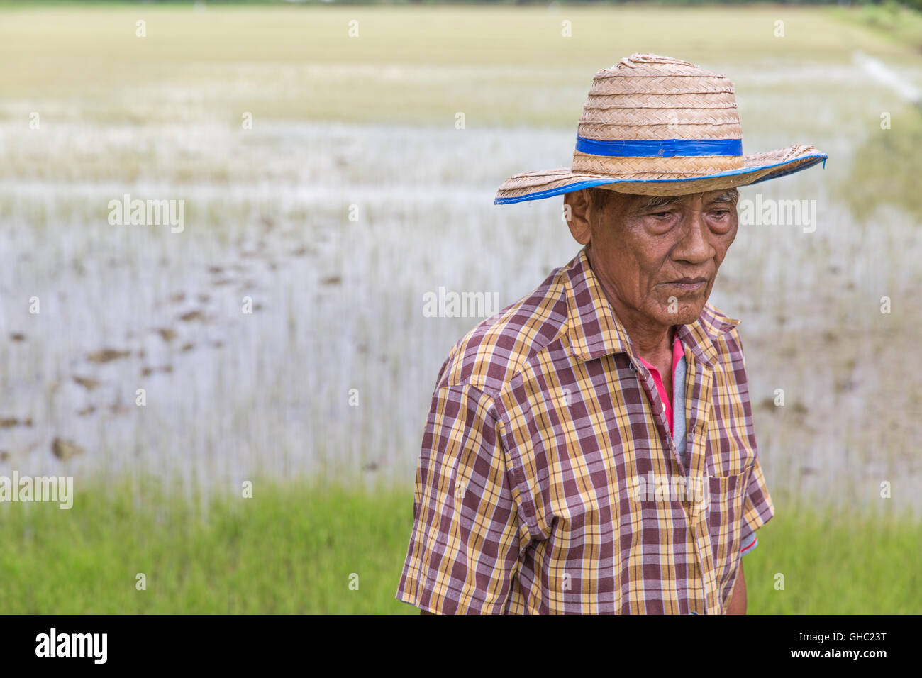 Elderly Thai rice farmer wearing a hat and looking down with a rice paddy in the background Stock Photo