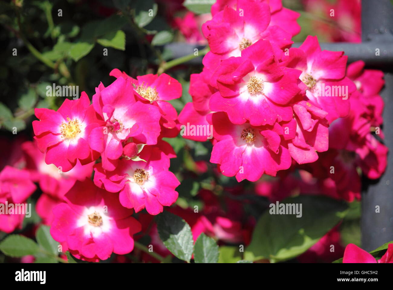 Purple dog rose flowers with yellow pistils Stock Photo