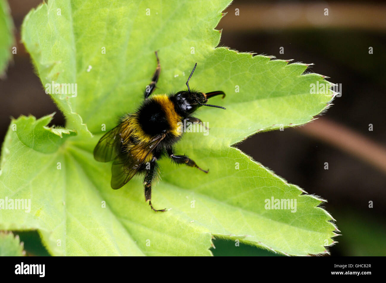 Garden Bumblebee Bombus hortorum on a leaf Stock Photo Alamy