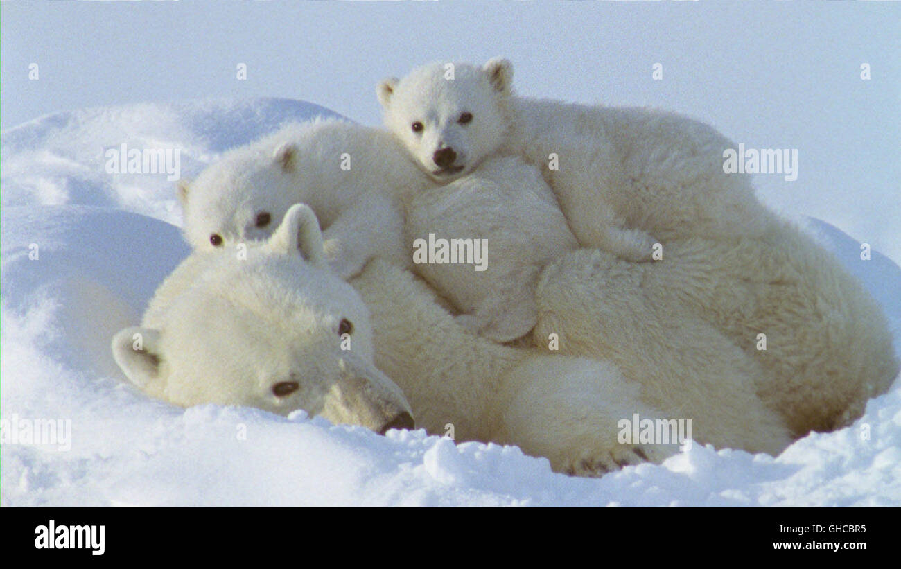 LA BLANCHE PLANETE Kanada/Frankreich 2006 Jean Lemire, Thierry Piantanida Den ganzen Winte über weicht die Eisbärin nicht von der Seite ihres Nachwuchses und säugt ihn regelmäig. Regie: Jean Lemire, Thierry Piantanida Stock Photo