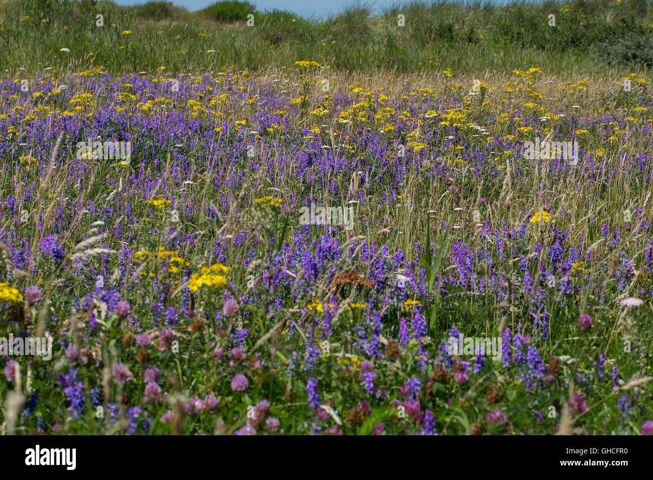 Flowery meadow Stock Photo