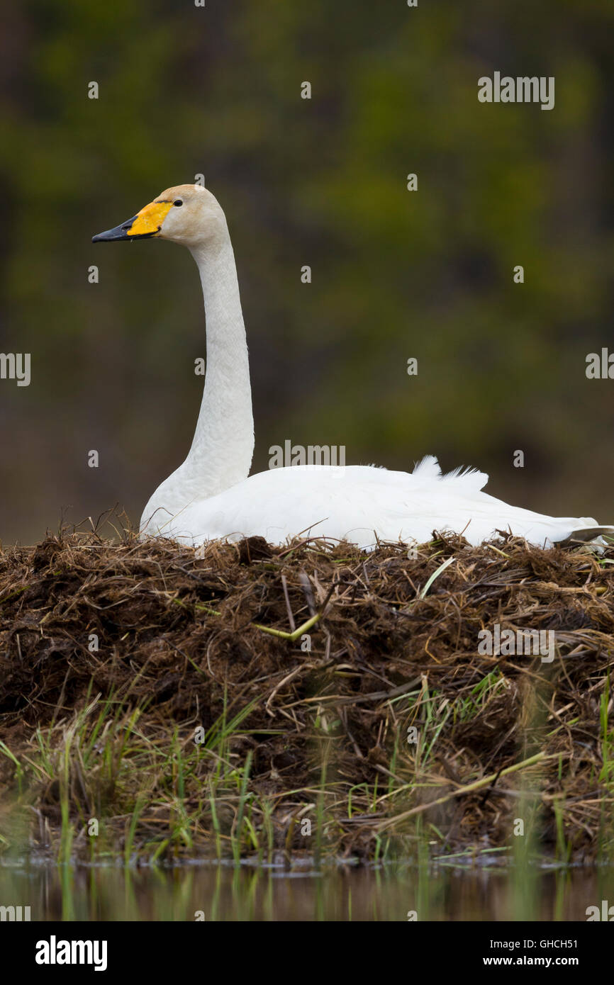 Whooper Swan (Cygnus cygnus), adult sitting on the nest, Ivalo, Lapland, Finland Stock Photo