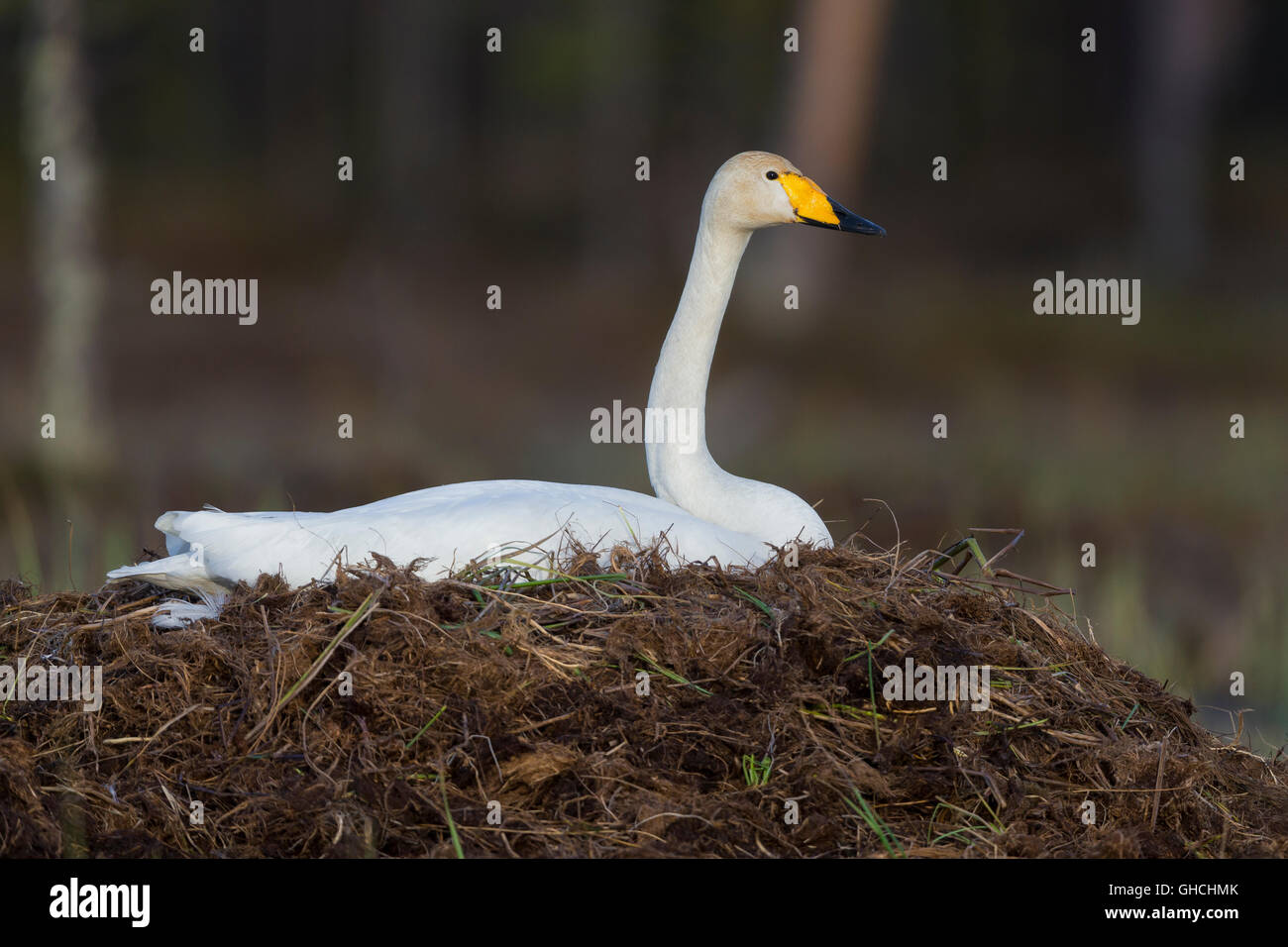 Whooper Swan  (Cygnus cygnus), adult sitting on the nest, Ivalo, Lappland, Finland Stock Photo