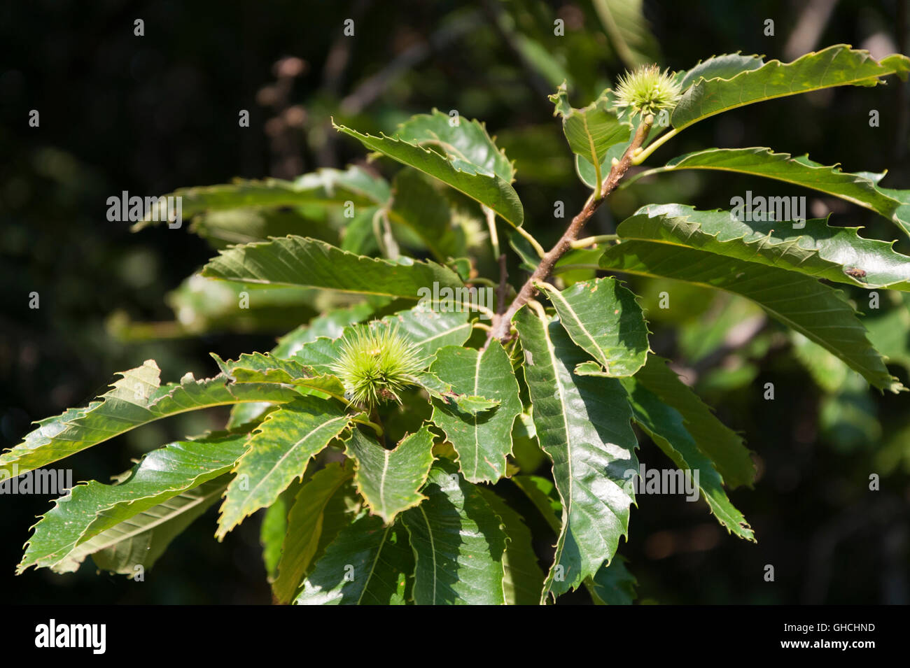 giovane riccio castagno Stock Photo