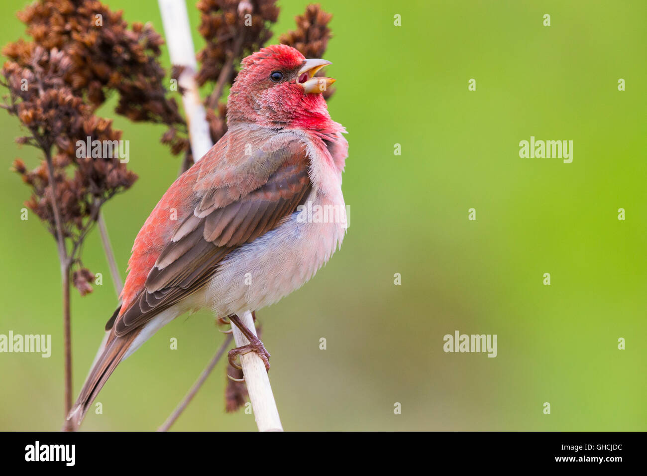 Common Rosefinch (Carpodacus erythrinus ) Adult male standing on a twig, Oulu, Northern Ostrobothnia, Finland Stock Photo