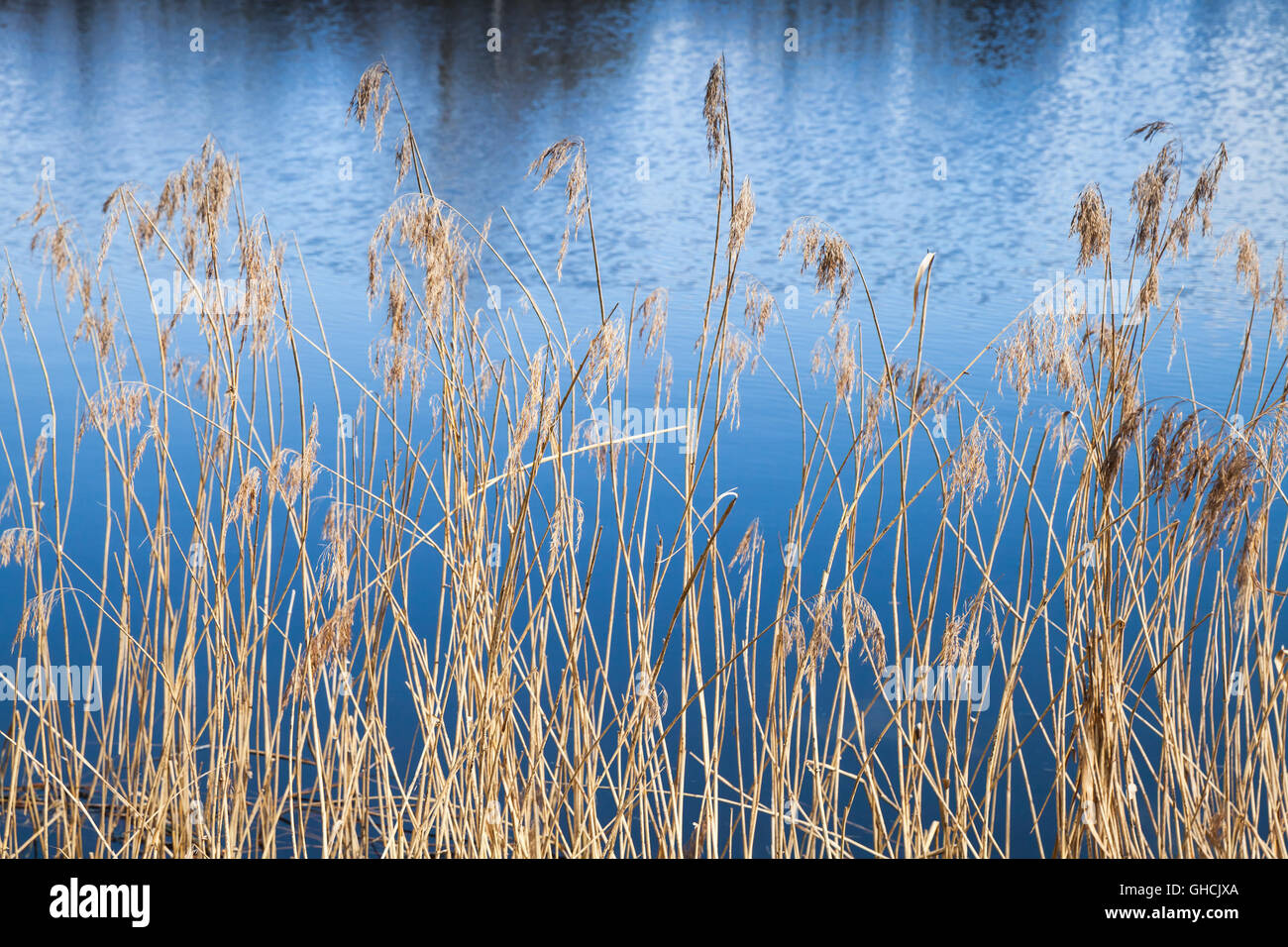 Dry coastal reed on a lake coast, selective focus Stock Photo