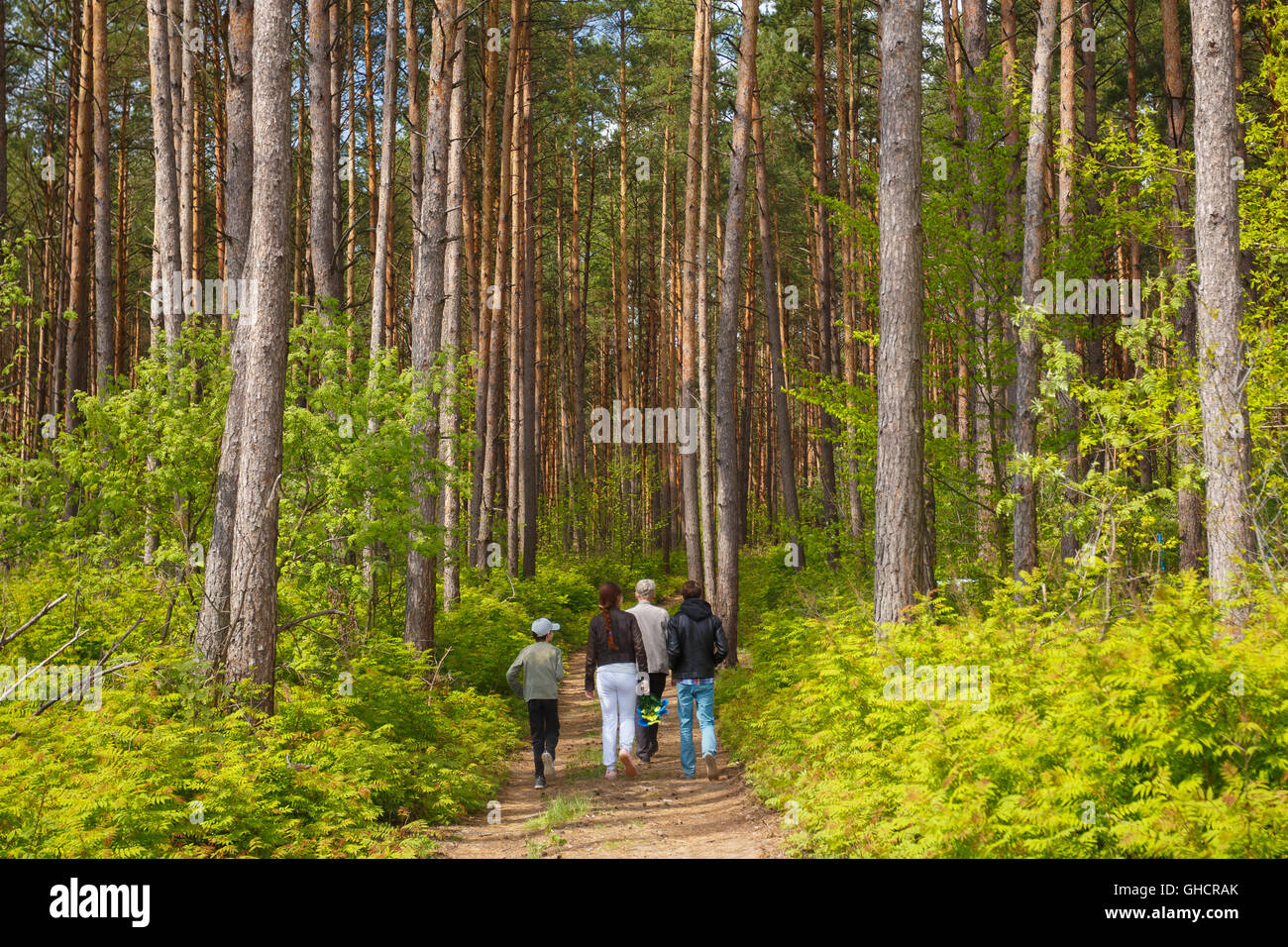 Back View Of Mixed Ages Group Of Four People Foursome Walking On Forest Road Deep In Spring Summer Pinewood To The Pinery Gravey Stock Photo