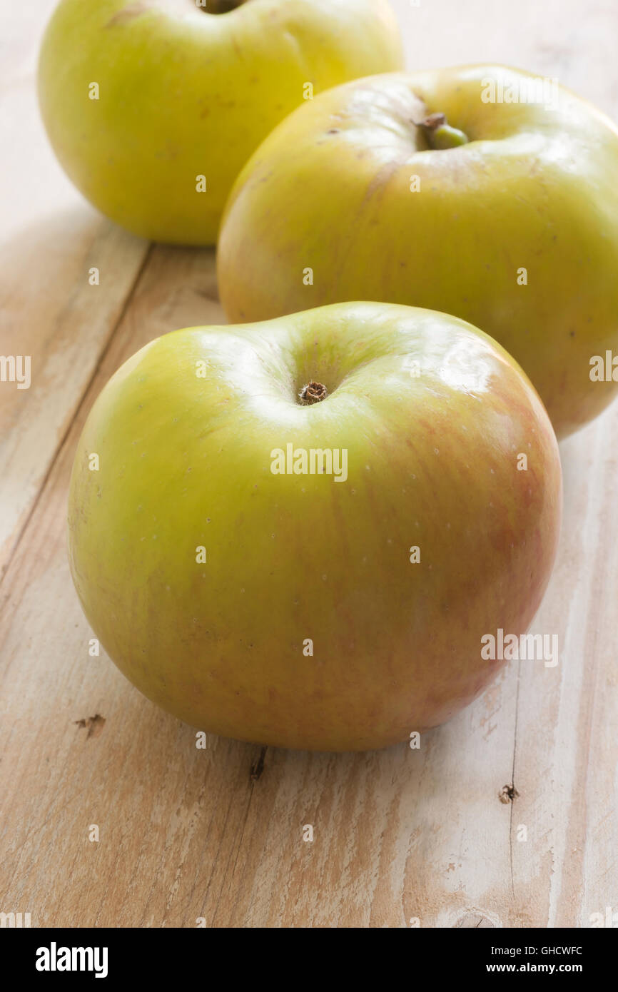 Bramley cooking apples or Malus domestica 'Bramley's Seedling' a