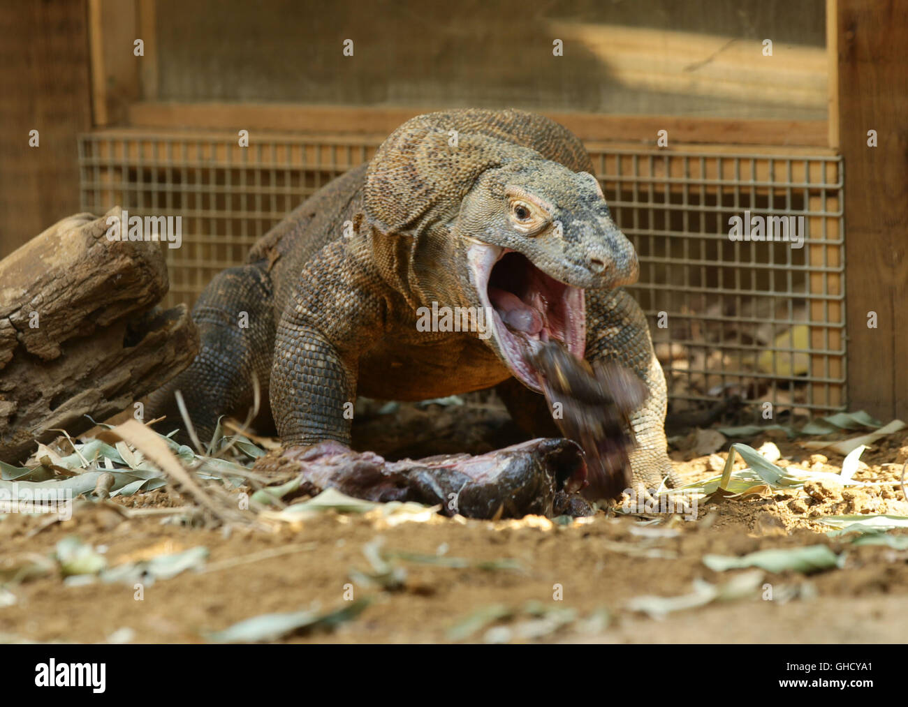 Ganas, a six year old Komodo dragon, regurgitates some food in the