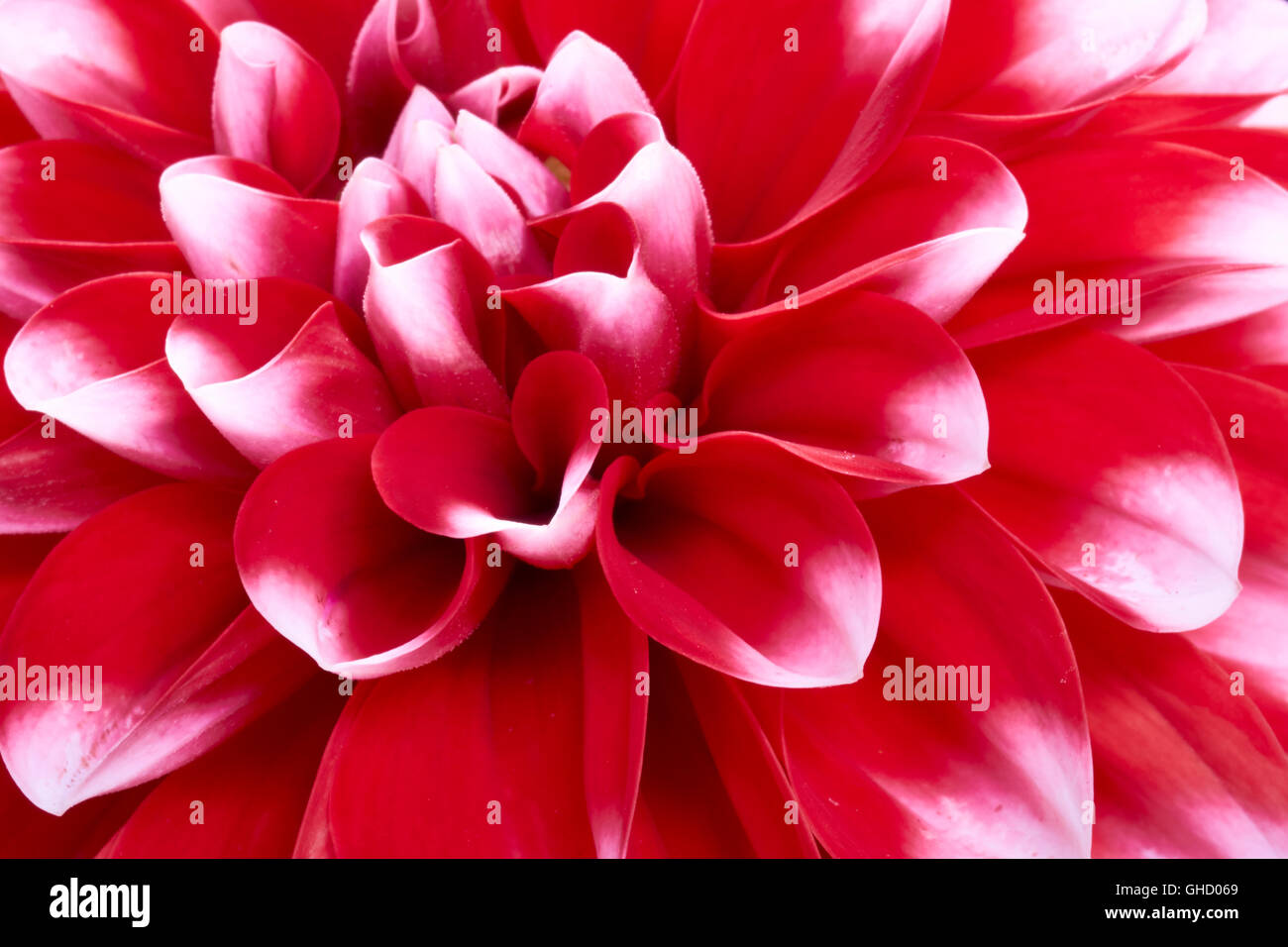 Adalina L S Top Red Dahlia