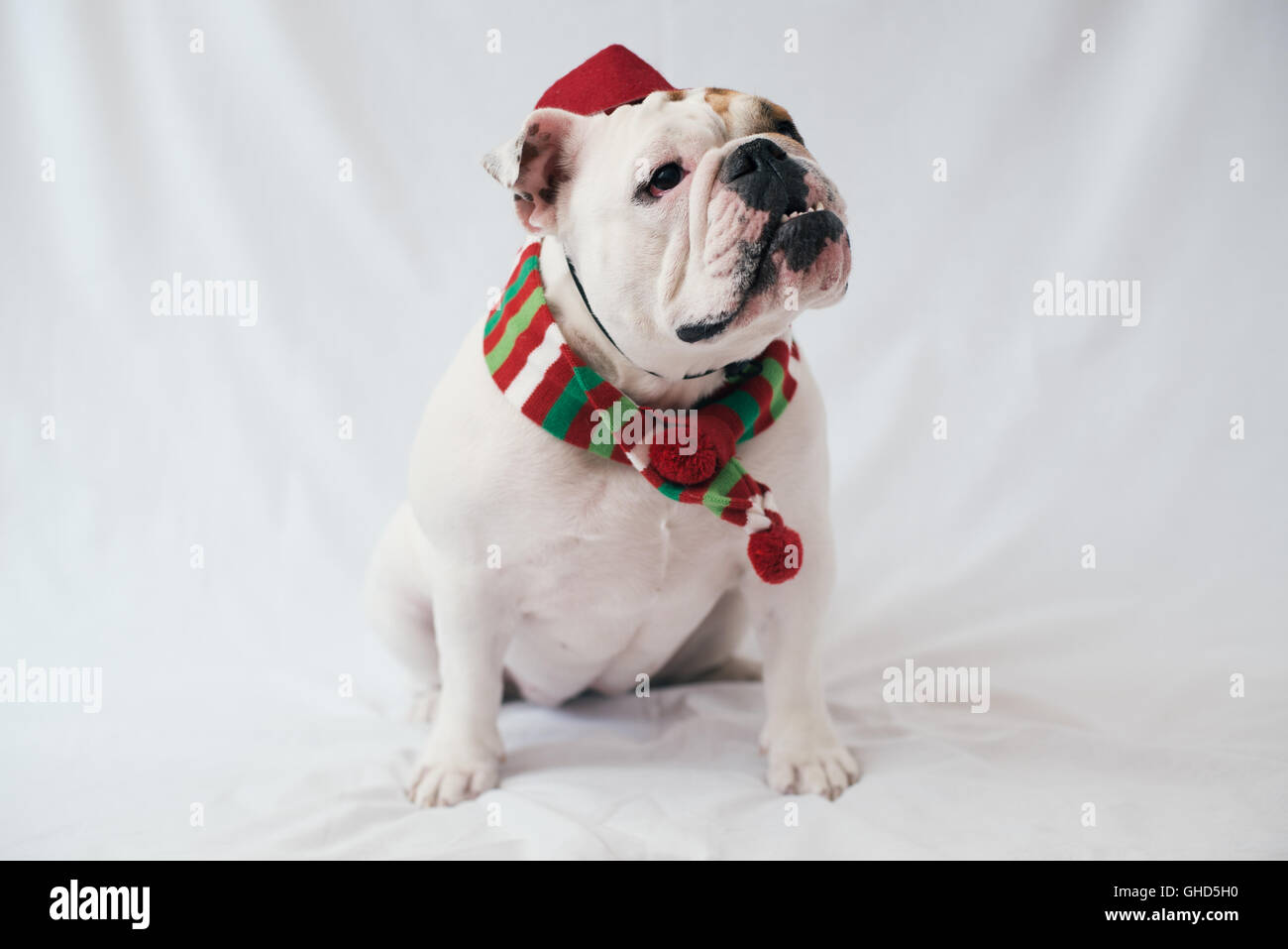 A boxer dog wearing a scarf and a fez hat on a plain white background