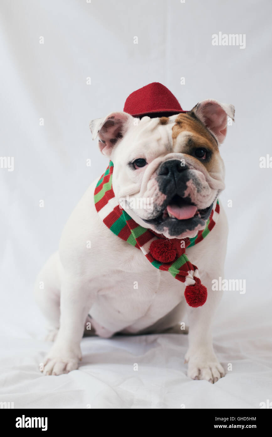 A boxer dog wearing a scarf and a fez hat on a plain white background