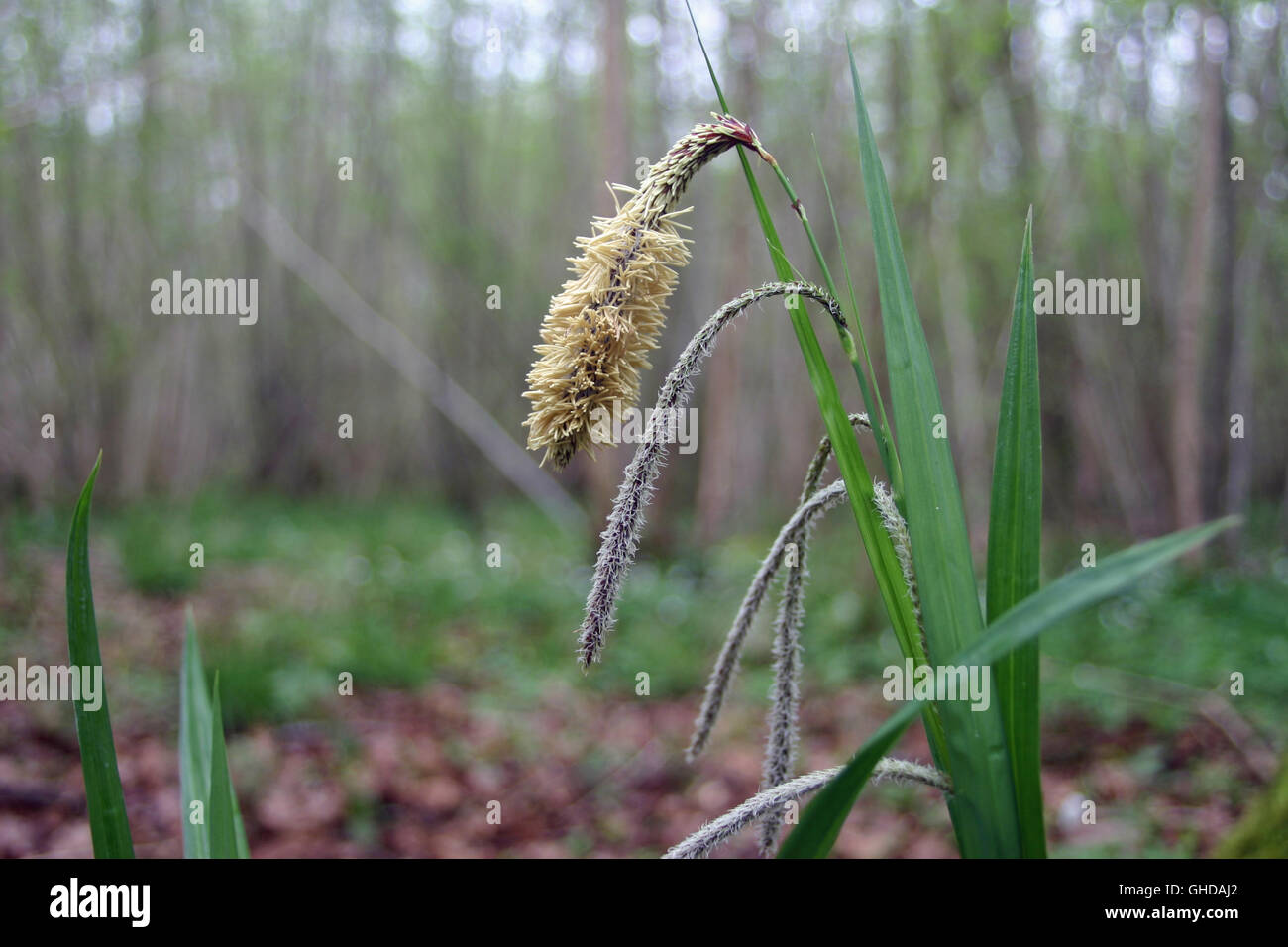 Sedge (Carex) with male and female flowers Stock Photo