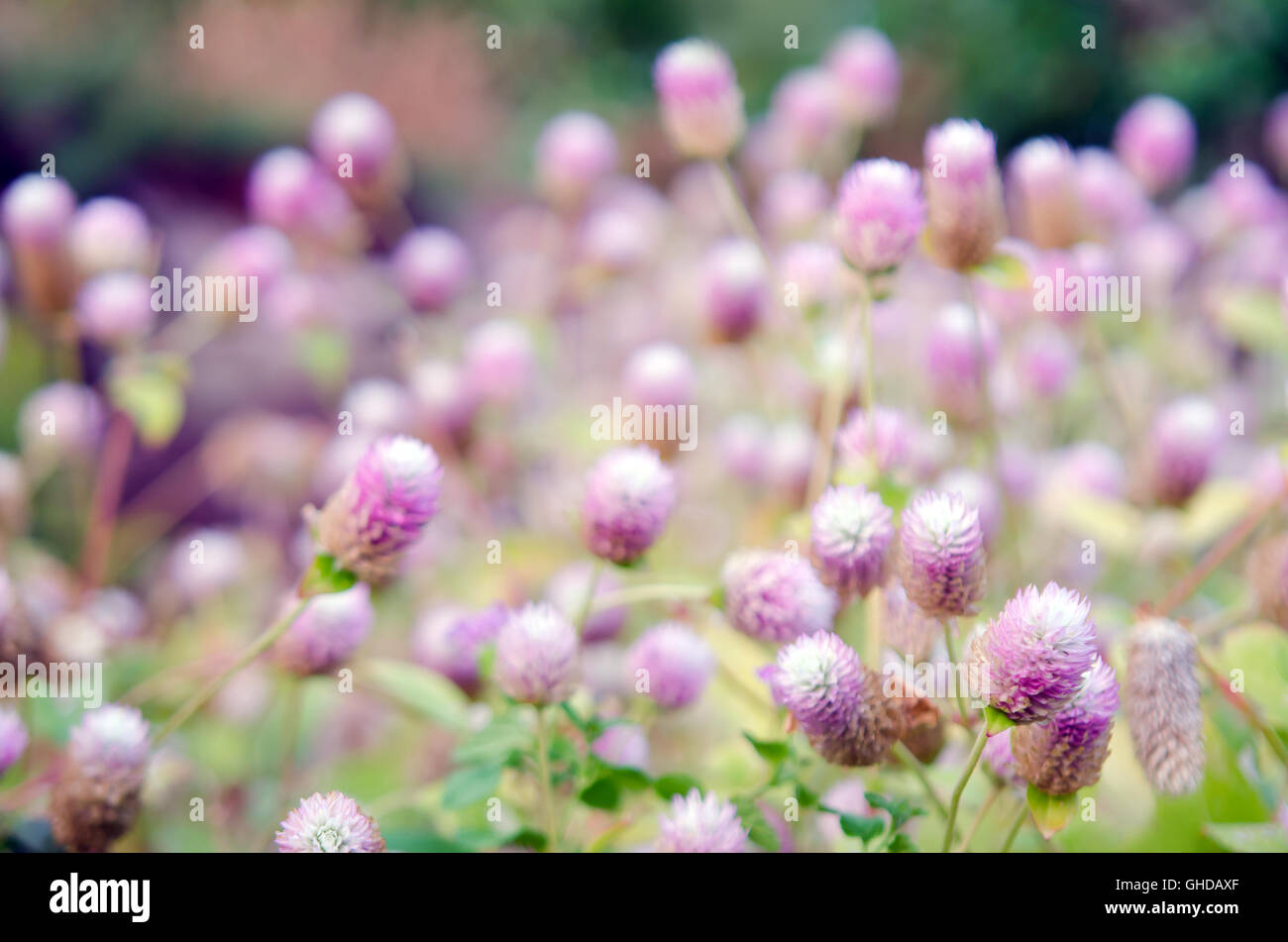 Globe Amaranth Flower (Other names are Amaranthus, Tampala, Tassel Flower, Flaming Fountain, Fountain Plant, Joseph's Coat, Love Stock Photo