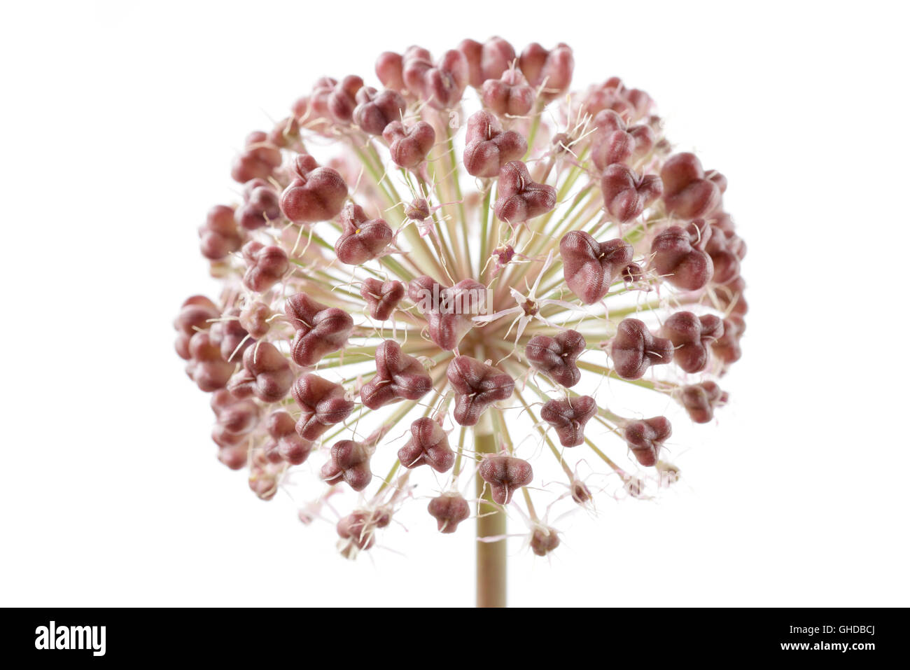 Allium karataviense   AGM  Kara Tau garlic  Seed heads forming as flowers die  June Stock Photo