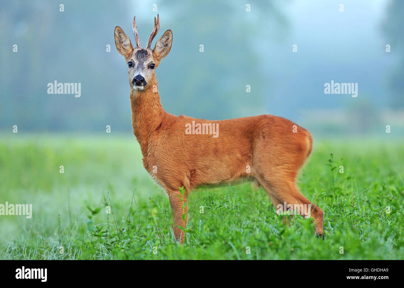 Roe deer hi-res stock photography and images - Alamy