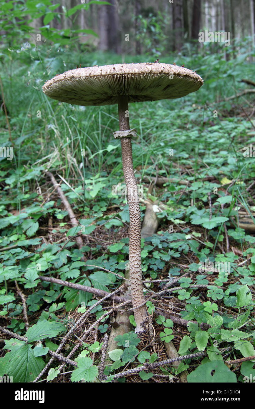 Parasol mushroom in the forest Stock Photo