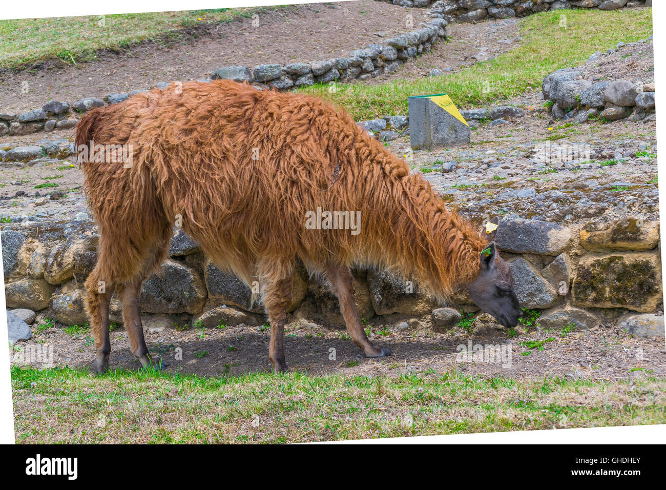 Group of llamas resting at grass at Ingapirca, Ecuador Stock Photo Alamy