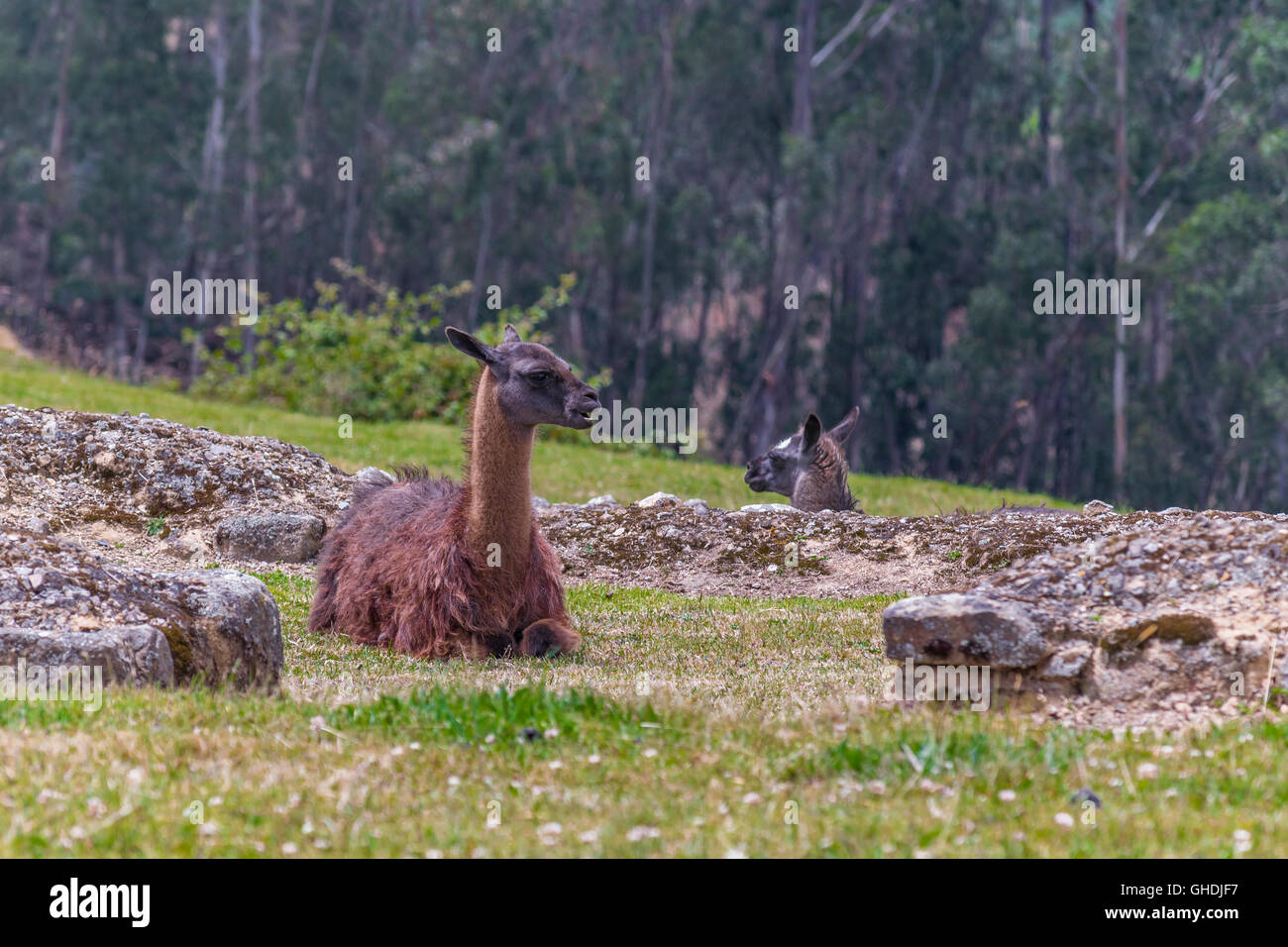 Group of llamas resting at grass at Ingapirca, Ecuador Stock Photo Alamy